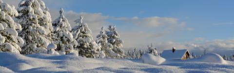 Winter wonderland
